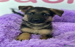 Pastor Alemán perros en venta: PASTOR ALEMÁN - Imagen 1