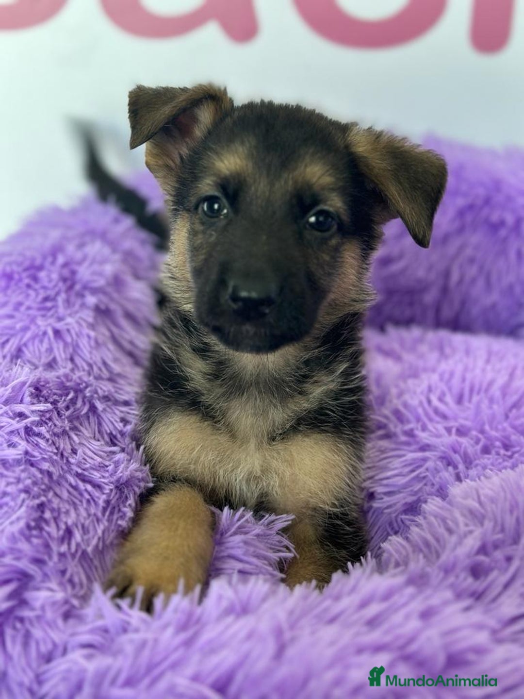 Pastor Alemán perros en venta: PASTOR ALEMÁN - Imagen 1