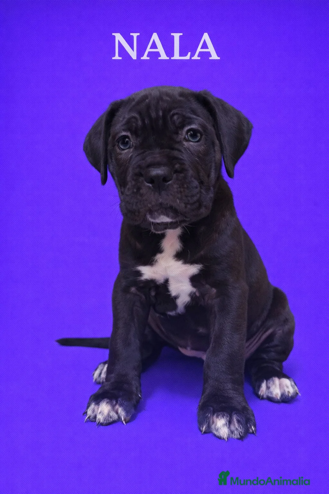 Cane Corso perros en venta: Cane corso  - Anuncio 2