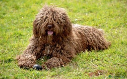 Perro de Agua Español perros en venta: Cachorro de perro de agua  - Imagen 4