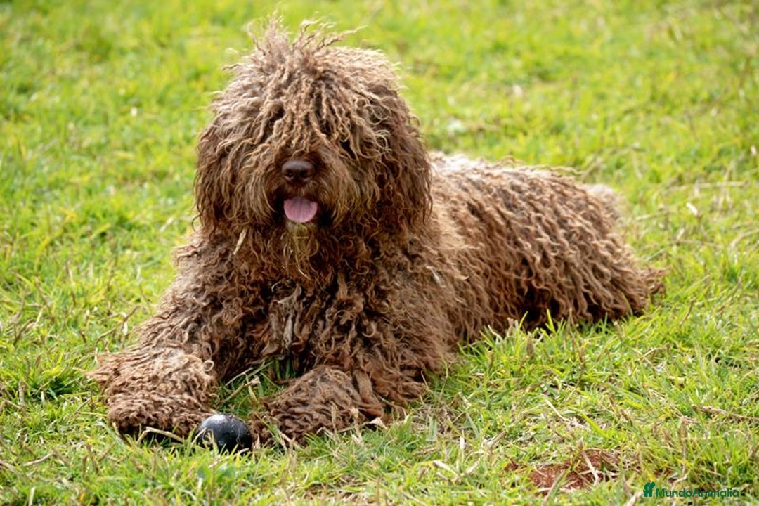 Perro de Agua Español perros en venta: Cachorro de perro de agua  - Imagen 4