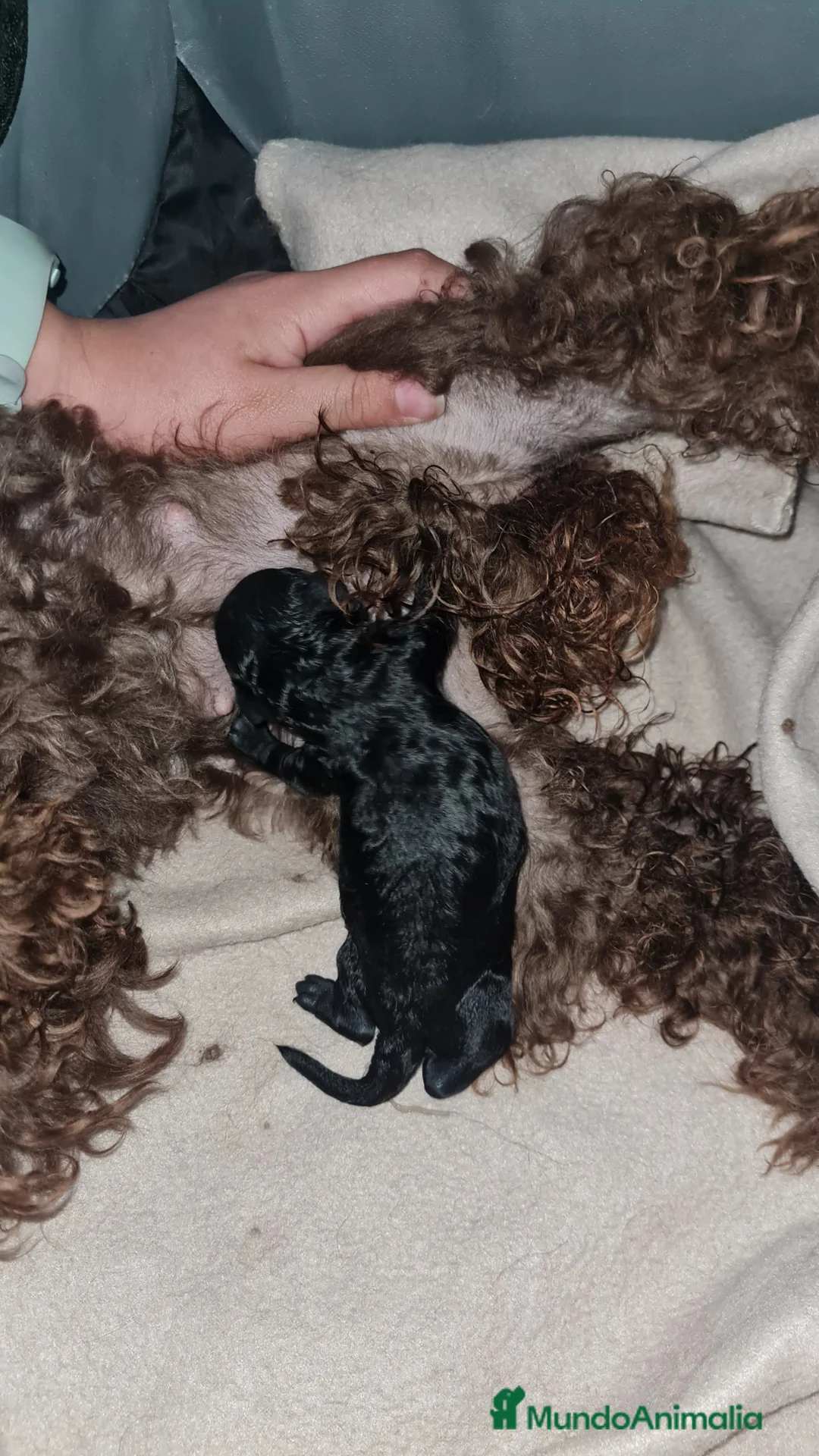 Caniche Toy perros en venta: HÉMBRA CANICHE TEP CUP ASIÁTICO  - Anuncio 2