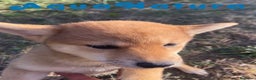 Shiba Inu perros en venta: Shiba Inu Hembra 5288 de Mar - AQUANATURA en Barcelona - Anuncio 4