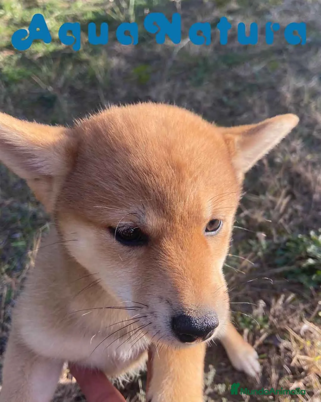 Shiba Inu perros en venta: Shiba Inu Hembra 5288 de Mar - AQUANATURA en Barcelona - Anuncio 4