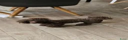 Caniche Toy perros en venta: Caniche Toy ¡Últimos cachorros disponibles! - Anuncio 5