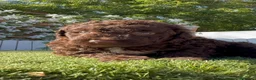 Perro de Agua Español perros en venta: PERRO DE AGUA ESPAÑOL HEMBRA - Anuncio 8