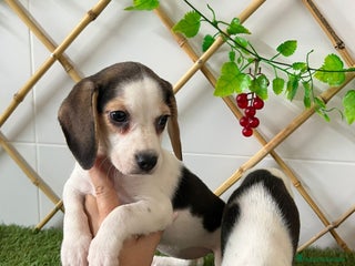 Beagle perros - Anuncio 2