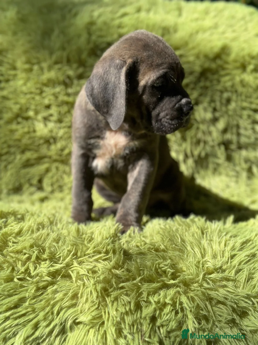 Cane Corso perros en venta: Cane corso - Anuncio 7
