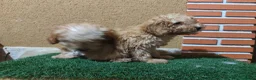 Caniche Toy perros en venta: Nucleo zoologico  en Valladolid - Anuncio 2