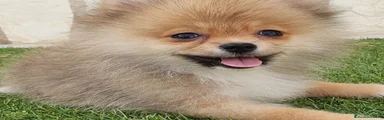 Pomerania Cachorro 1