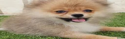 Pomerania perros en venta: Pomerania Toy Top  - Anuncio 1