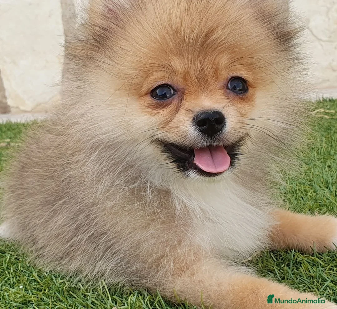 Pomerania perros en venta: Pomerania Toy Top  - Anuncio 1