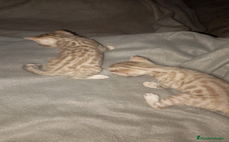 Bengalí gatos - Propaganda 1