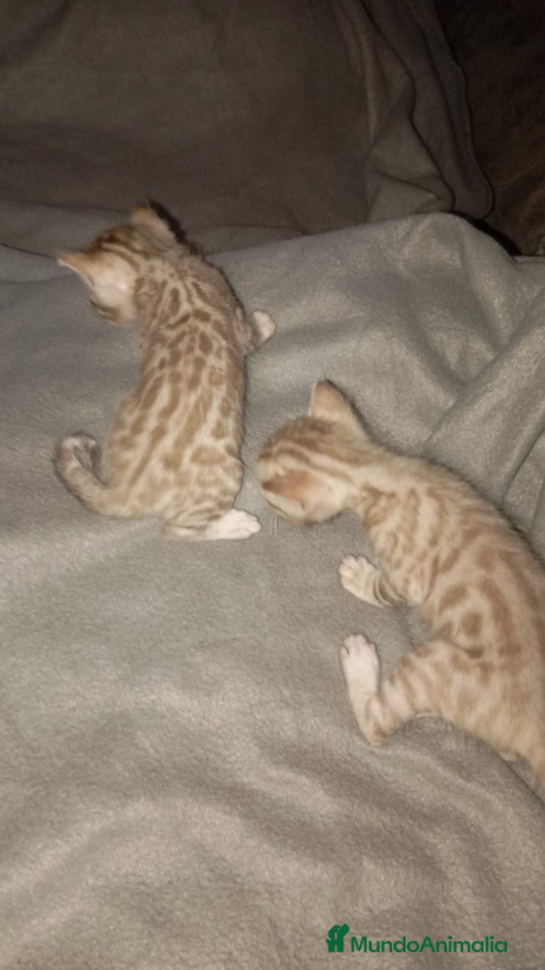 Bengalí gatos en venta: BENGALÍS SNOW Y SILVER - Imagen 1