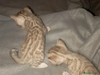 Bengalí gatos BENGALÍS SNOW Y SILVER - Anuncio 13