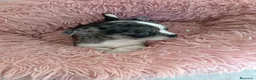 Chihuahua perros en venta: Chihuahuas,  - Anuncio 10