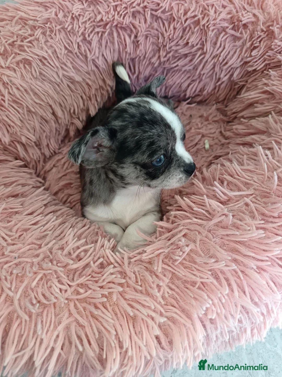 Chihuahua perros en venta: Chihuahuas,  - Anuncio 10