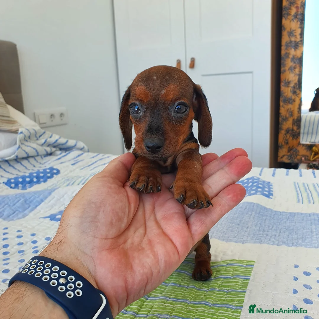 Teckel Miniatura perros en venta: Teckel miniatura  - Anuncio 1