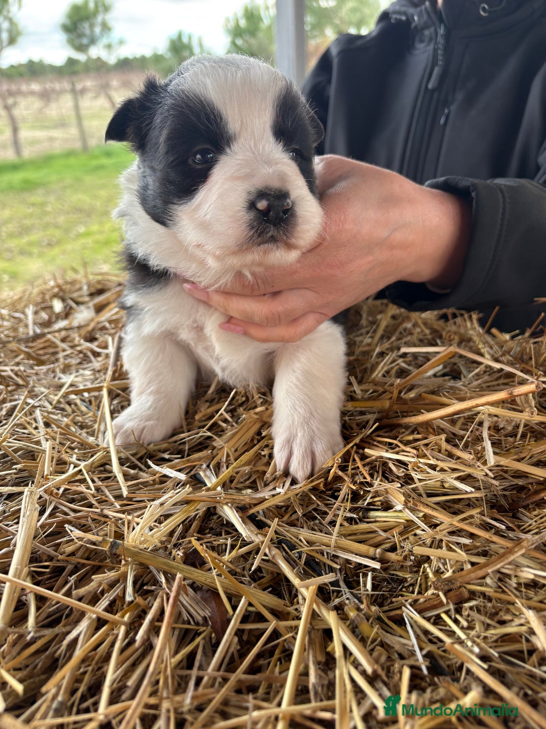 Border Collie perros en venta: Preciosa hembra de border collie  - Anuncio 8