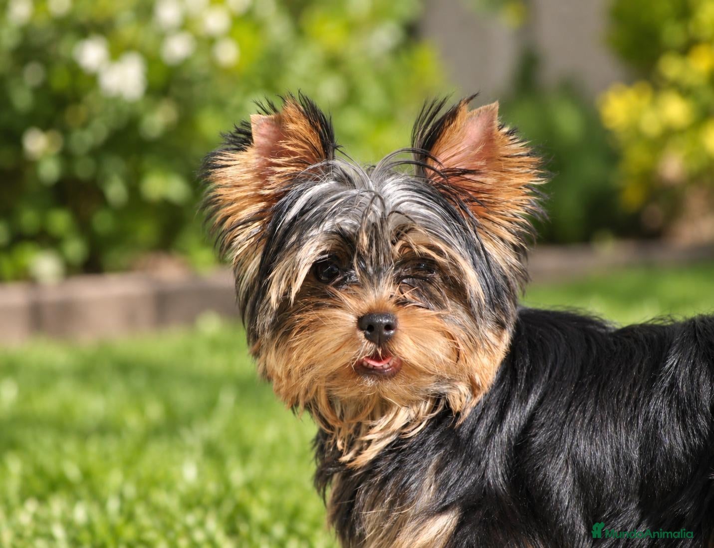 Yorkshire Terrier perros Precioso Yorkshire Terrier listo para entregar - Anuncio 1