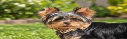 Yorkshire Terrier perros en venta: Precioso Yorkshire Terrier listo para entregar - Anuncio 1