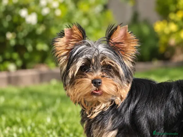 Yorkshire Terrier perros en venta: Precioso Yorkshire Terrier listo para entregar - Anuncio 1