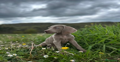 Weimaraner perros - Anuncio 3