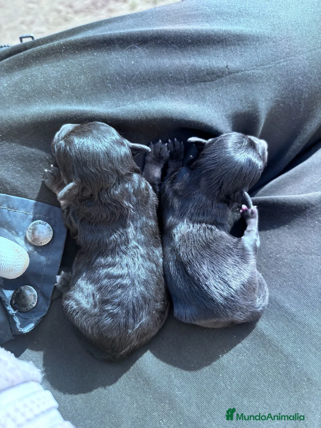 Maltipoo perros en venta: MALTIPOO - Anuncio 3