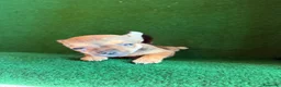 Chihuahua perros en venta: Chihuhua  - Anuncio 5