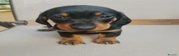 Teckel Miniatura perros en venta: Teckel Miniatura - Anuncio 8