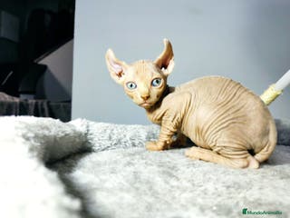 Foldex gatos ELFO RED POINT en Madrid - Anuncio 2