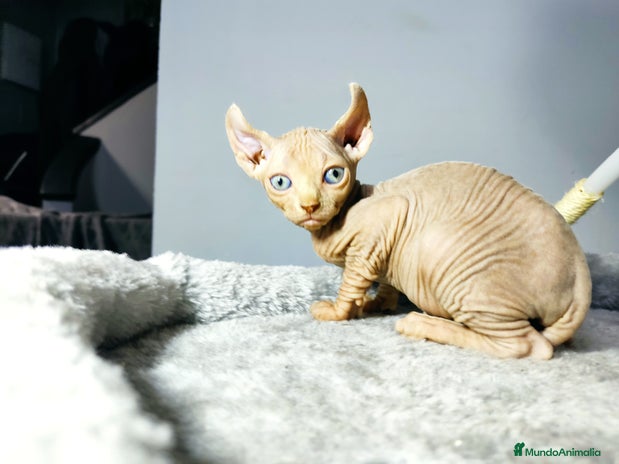 Foldex gatos en Madrid - Anuncio 2