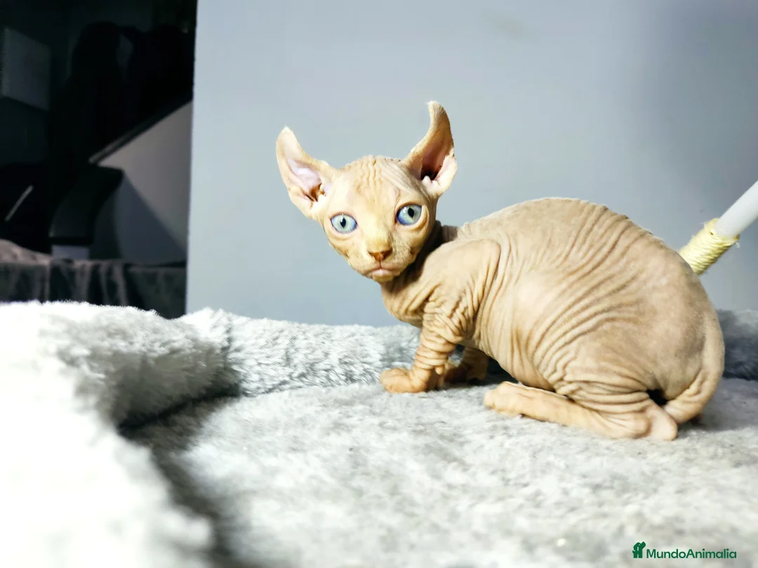 Foldex gatos en venta: ELFO RED POINT  en Madrid - Anuncio 1