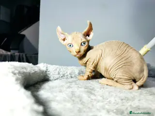 Foldex gatos ELFO RED POINT en Madrid - Anuncio 4