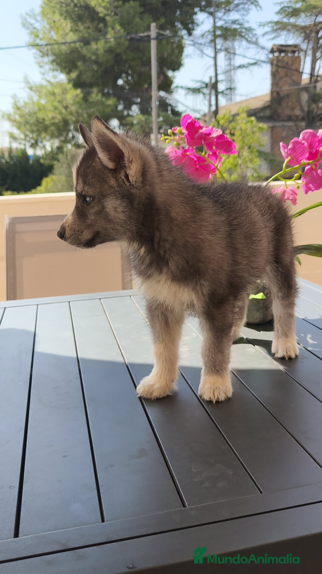 Husky Siberiano perros en venta: Husky siberiano ♀️♂️ - Imagen 5