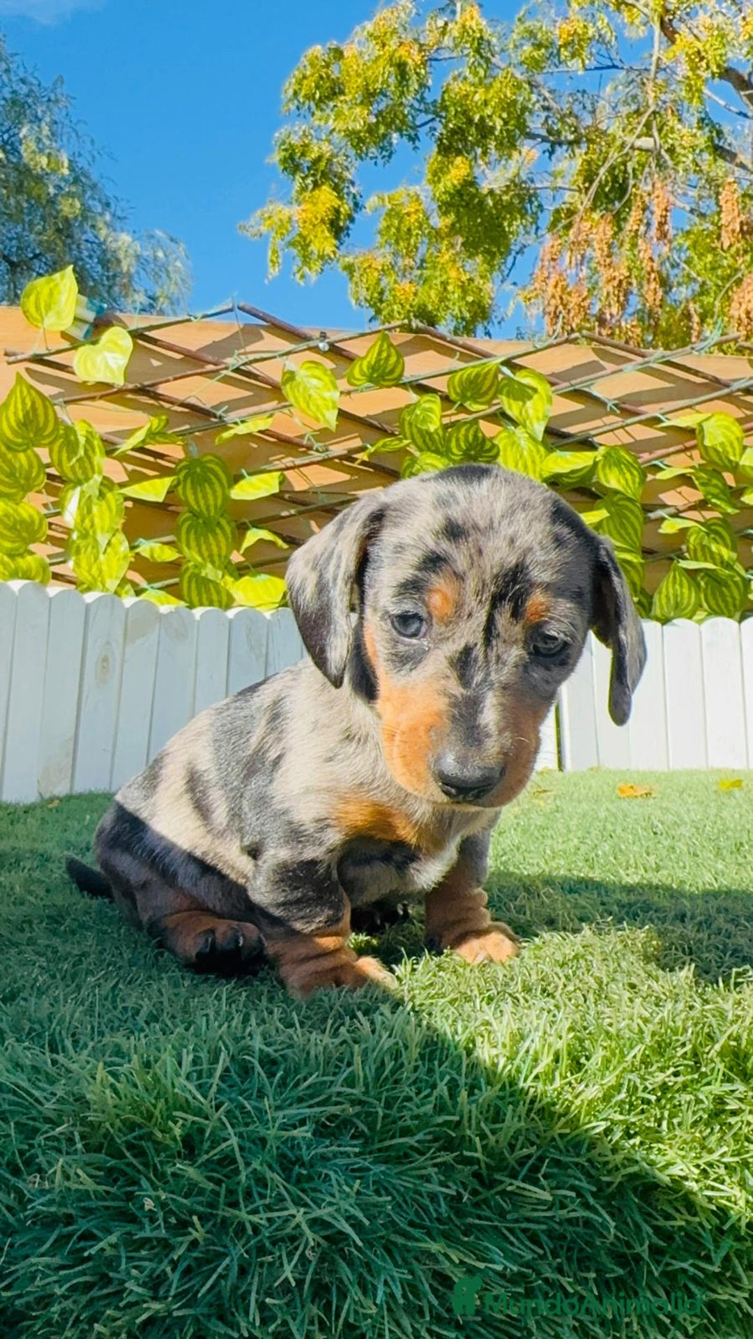 Teckel Miniatura perros en venta: TECKEL MINIATURA HEMBRA - Anuncio 9