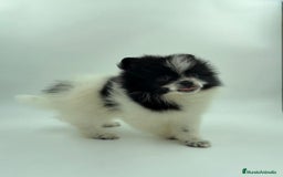 Pomerania perros en venta: Se vende Lulu de pomerania  - Imagen 6