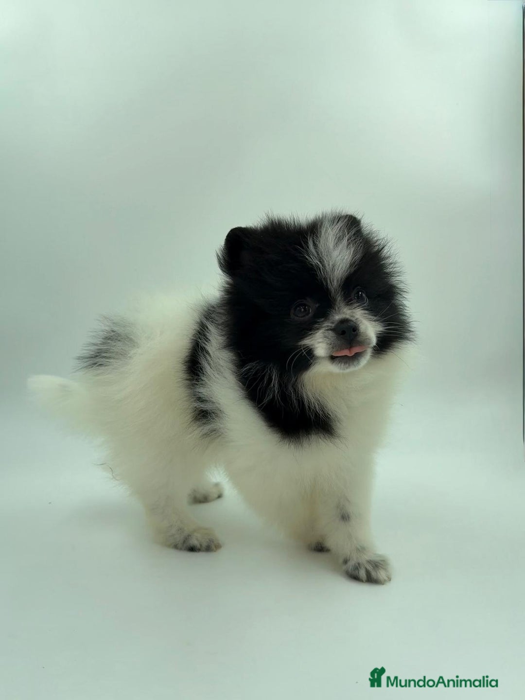 Pomerania perros en venta: Se vende Lulu de pomerania  - Imagen 6
