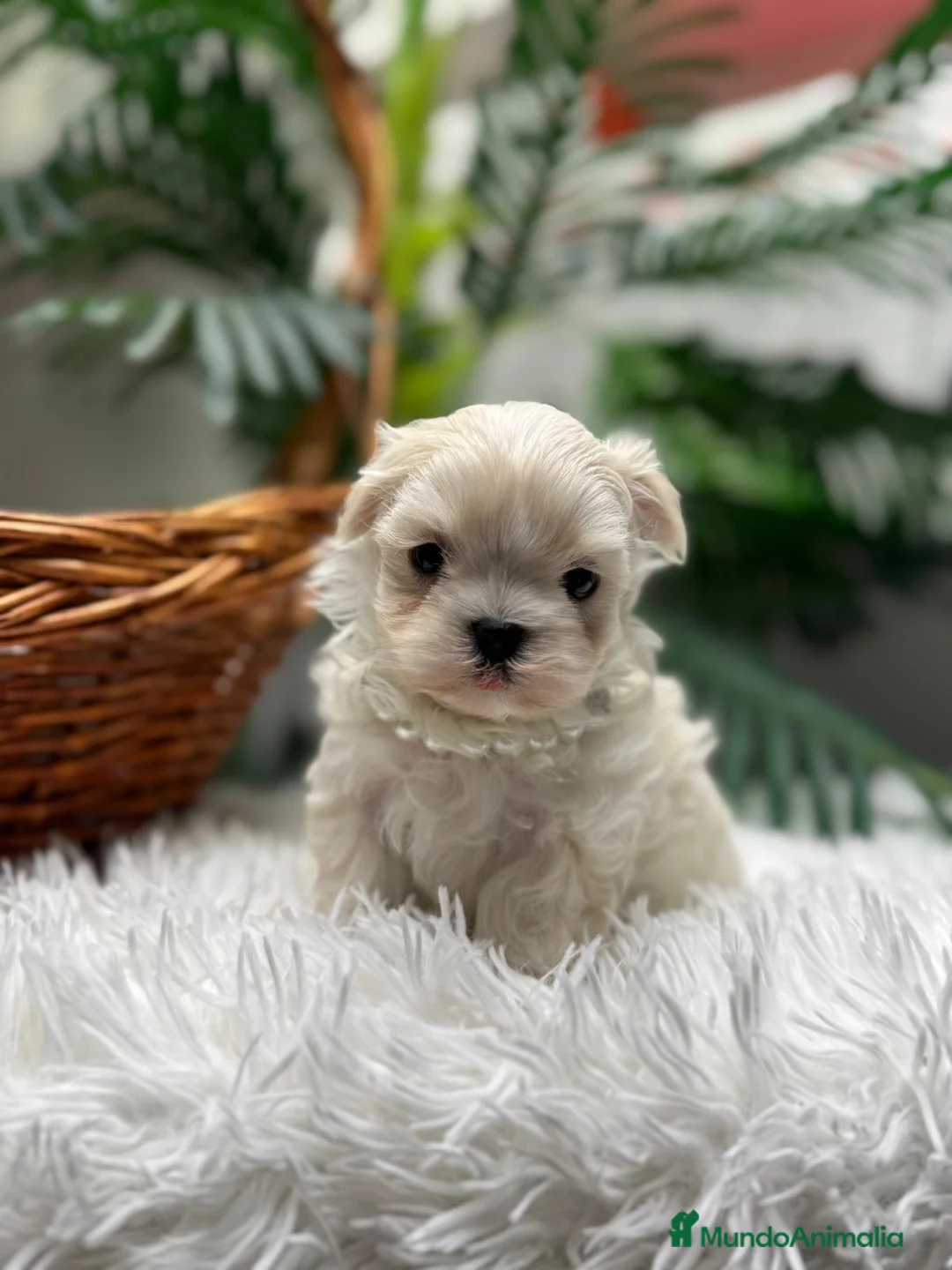 Bichón Maltés perros en venta: BICHON MALTES COREANO - Anuncio 2