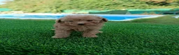 Maltipoo perros en venta: Maltipoo toy - Anuncio 3
