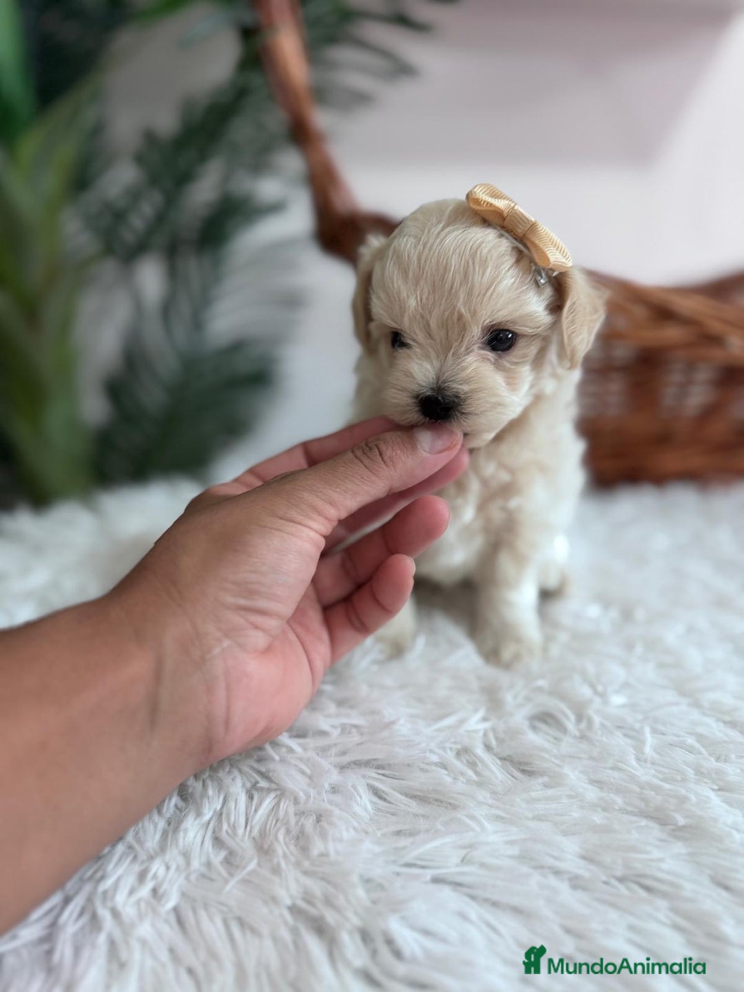 Maltipoo perros en venta: MALTIPOO HEMBRA - Imagen 12