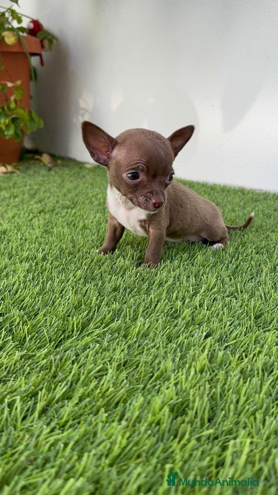 Chihuahua perros en venta: CHIHUAHUA HEMBRA - Anuncio 11
