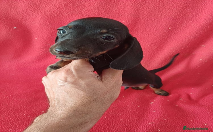 Teckel Miniatura perros - Anuncio 3