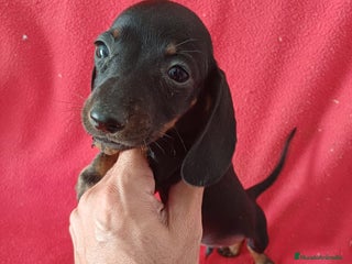 Teckel Miniatura perros - Anuncio 4