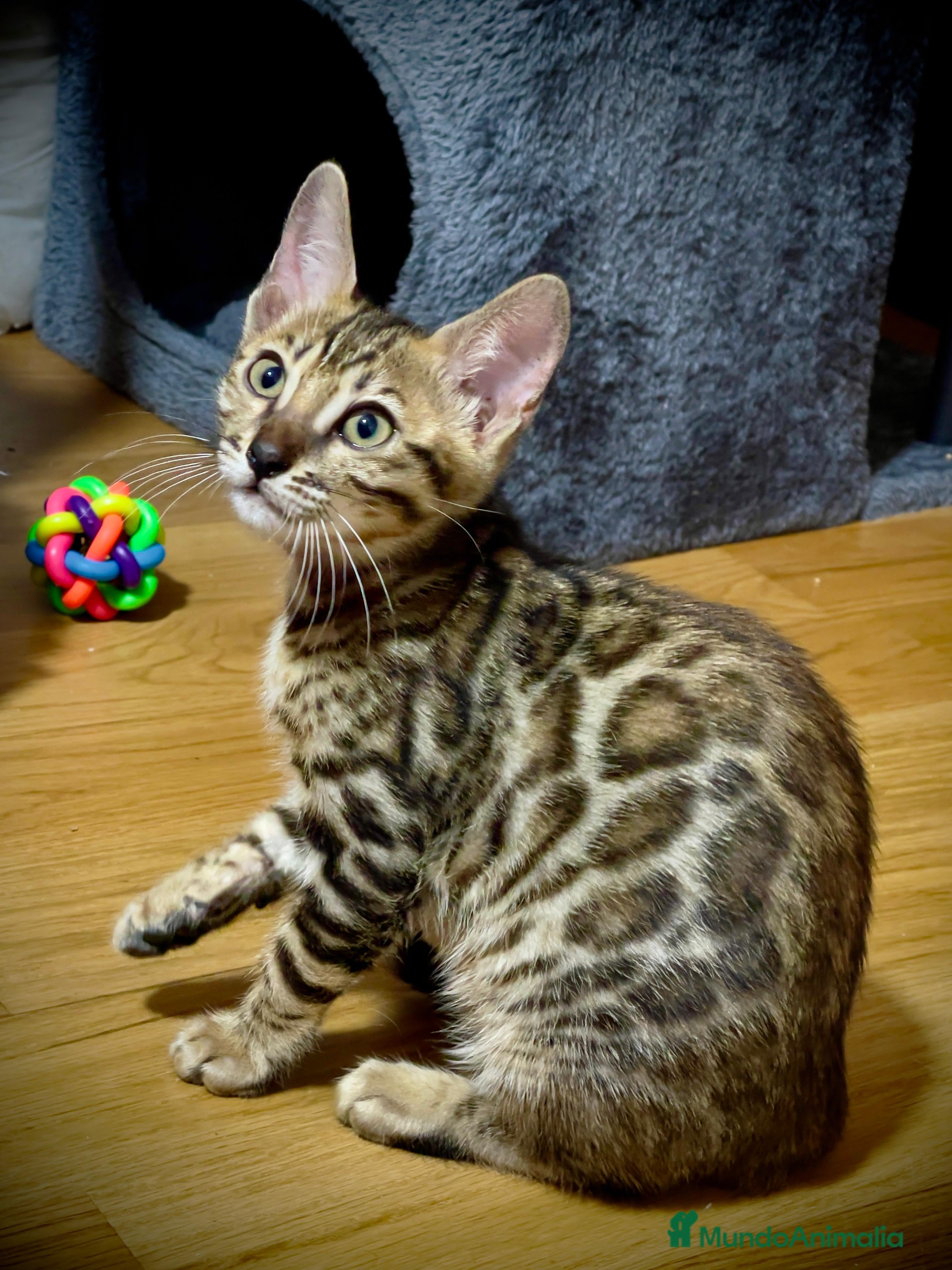 Bengalí gatos Preciosa Hembra Bengal - Anuncio 9