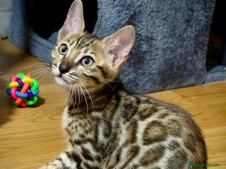 Bengalí gatos Preciosa Hembra Bengal - Anuncio 1