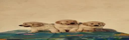 Golden Retriever perros en venta: ULTIMOS GOLDEN RETRIEVER, SUPER OFERTA. - Anuncio 24