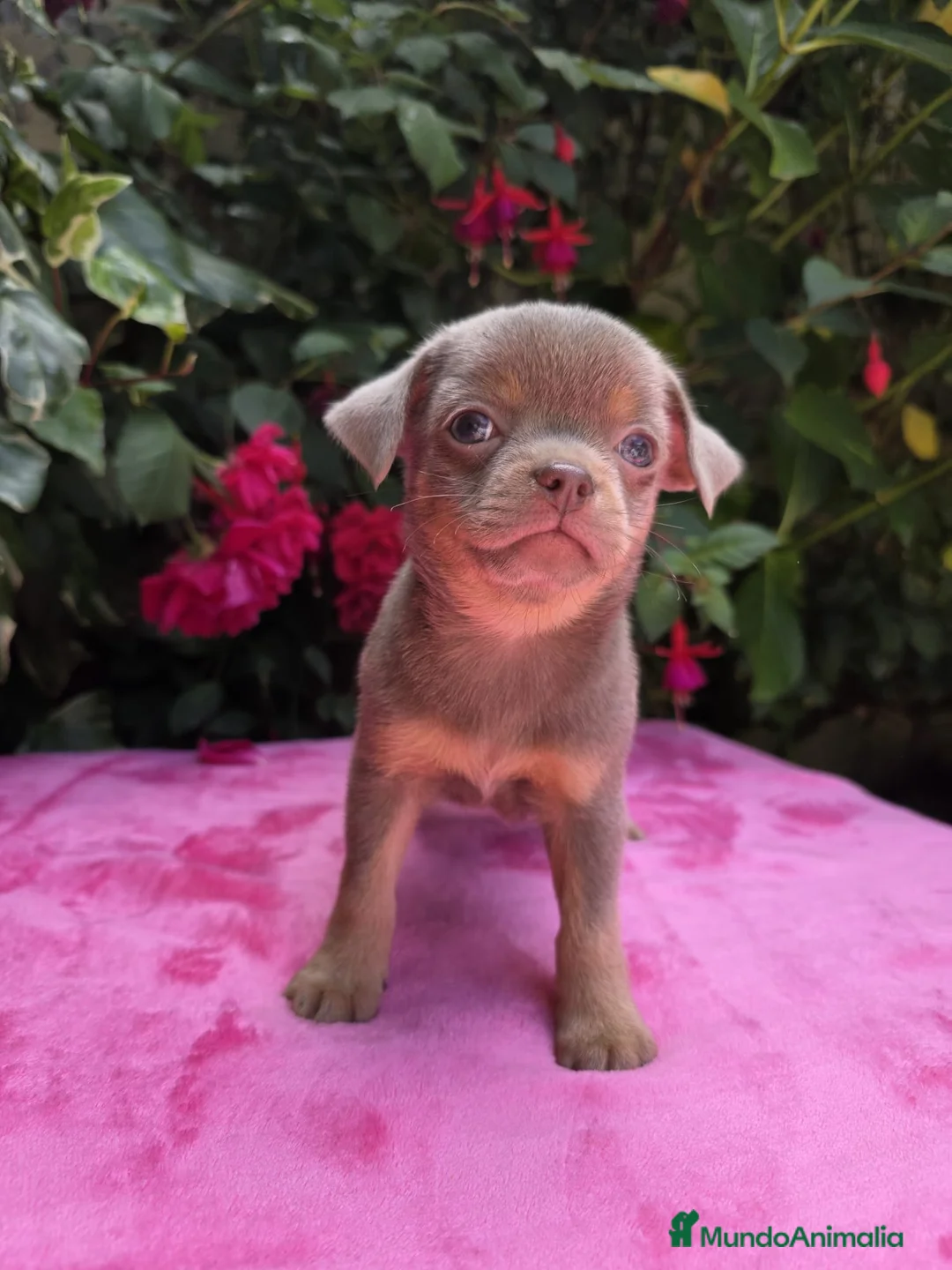 Chihuahua perros en venta: Magníficos chihuahuas toy - Anuncio 2