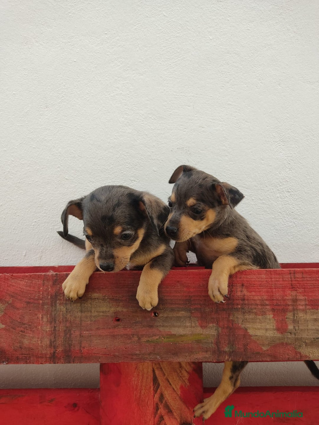 Pinscher Miniatura perros en venta: Mini pinscher Merle hembras  - Imagen 6