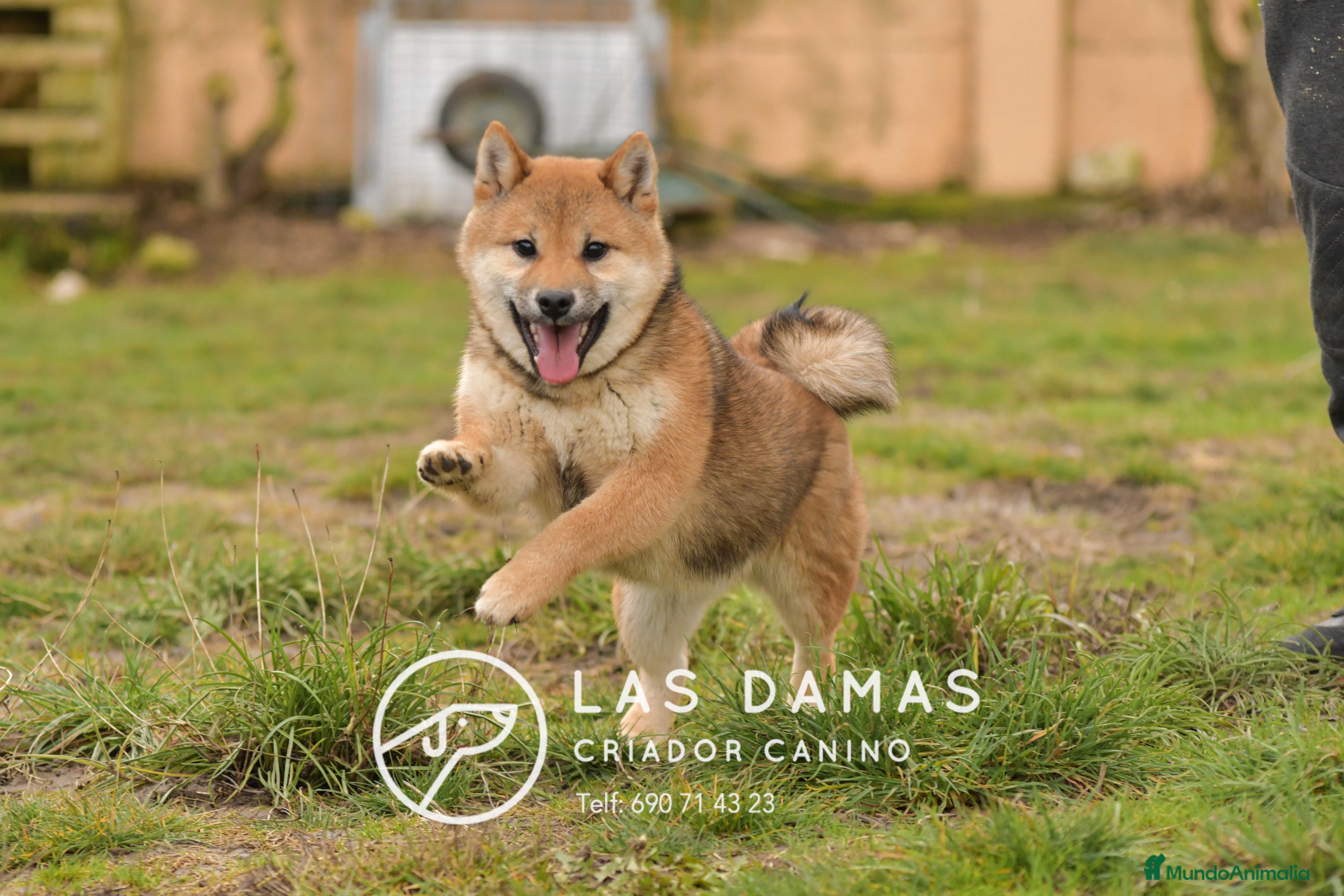Shiba Inu perros SHIBA INU HEMBRA DISPONIBLE - Anuncio 1